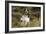 English Springer Spaniel Holding Grouse in Mouth-null-Framed Photographic Print