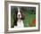 English Springer Spaniel, Illinois, USA-Lynn M. Stone-Framed Photographic Print