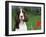 English Springer Spaniel, Illinois, USA-Lynn M. Stone-Framed Photographic Print