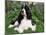 English Springer Spaniel, Illinois, USA-Lynn M. Stone-Mounted Photographic Print