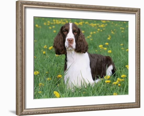 English Springer Spaniel, Illinois, USA-Lynn M. Stone-Framed Photographic Print