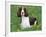 English Springer Spaniel, Illinois, USA-Lynn M. Stone-Framed Photographic Print