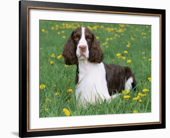 English Springer Spaniel, Illinois, USA-Lynn M. Stone-Framed Photographic Print