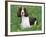 English Springer Spaniel, Illinois, USA-Lynn M. Stone-Framed Photographic Print