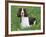 English Springer Spaniel, Illinois, USA-Lynn M. Stone-Framed Photographic Print