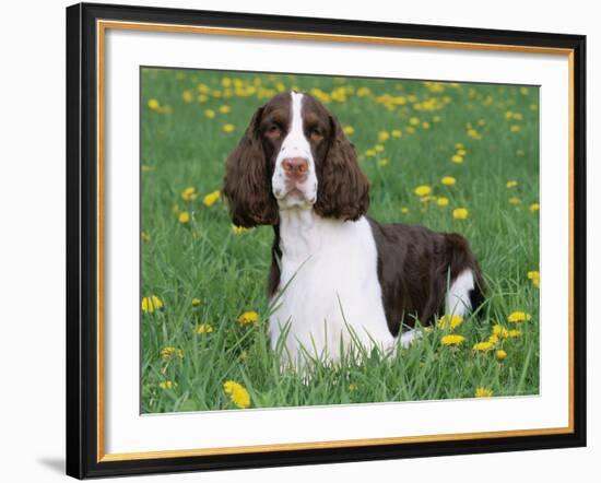 English Springer Spaniel, Illinois, USA-Lynn M. Stone-Framed Photographic Print