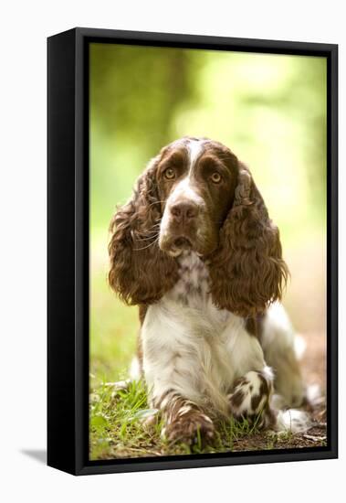 English Springer Spaniel in Woodland-null-Framed Premier Image Canvas