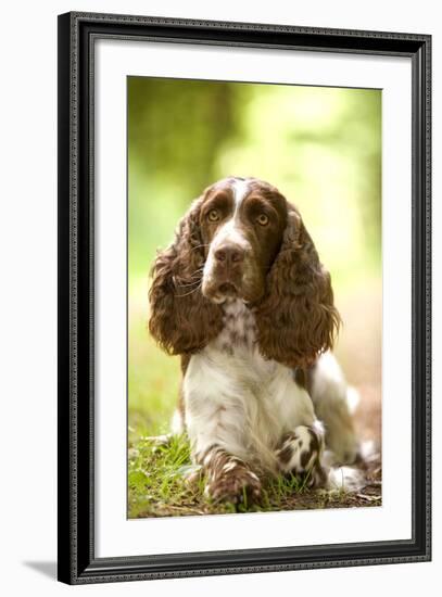 English Springer Spaniel in Woodland-null-Framed Photographic Print