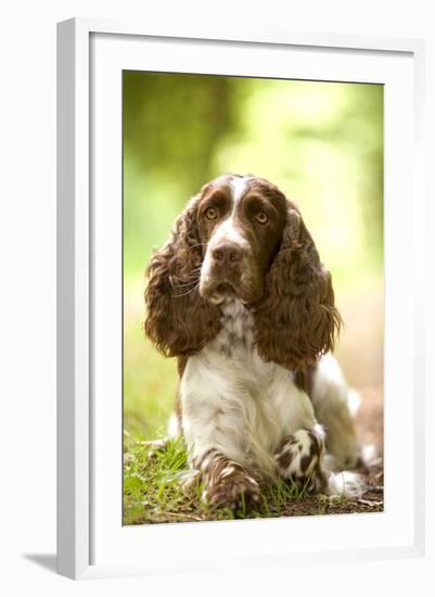 English Springer Spaniel in Woodland-null-Framed Photographic Print