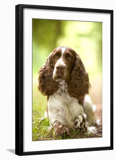 English Springer Spaniel in Woodland-null-Framed Photographic Print