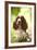 English Springer Spaniel in Woodland-null-Framed Photographic Print