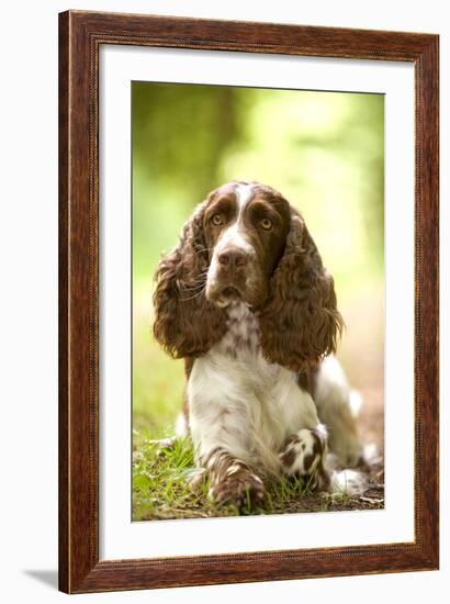 English Springer Spaniel in Woodland-null-Framed Photographic Print