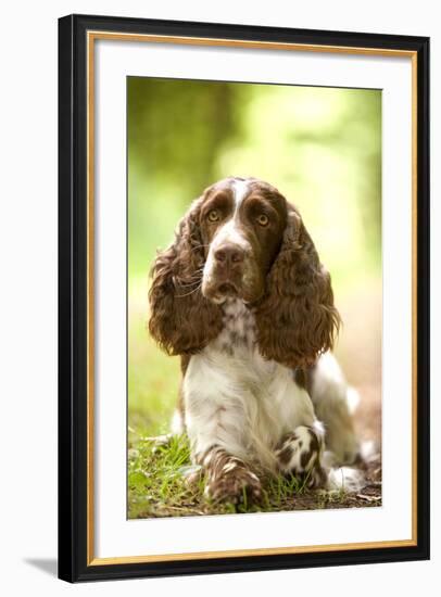 English Springer Spaniel in Woodland-null-Framed Photographic Print