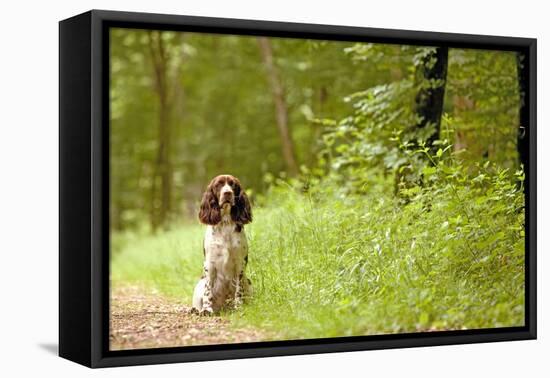 English Springer Spaniel on Woodland Path-null-Framed Premier Image Canvas