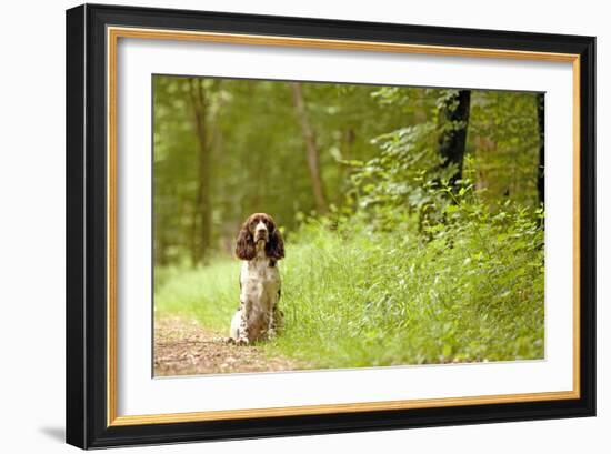 English Springer Spaniel on Woodland Path-null-Framed Photographic Print