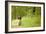 English Springer Spaniel on Woodland Path-null-Framed Photographic Print