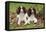 English Springer Spaniel Pair Sitting in Leaves-null-Framed Premier Image Canvas