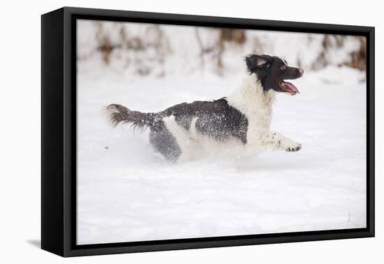 English Springer Spaniel Running Through the Snow-null-Framed Premier Image Canvas