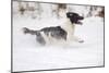 English Springer Spaniel Running Through the Snow-null-Mounted Photographic Print