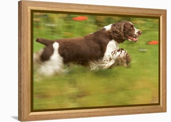 English Springer Spaniel Running-null-Framed Premier Image Canvas