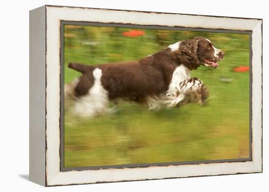 English Springer Spaniel Running-null-Framed Premier Image Canvas