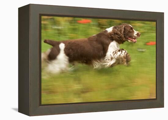 English Springer Spaniel Running-null-Framed Premier Image Canvas