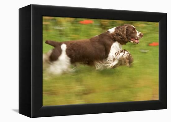 English Springer Spaniel Running-null-Framed Premier Image Canvas