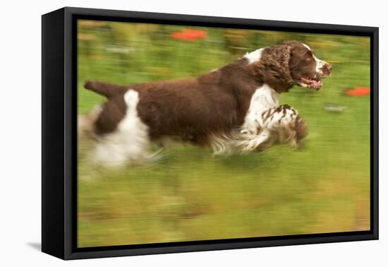 English Springer Spaniel Running-null-Framed Premier Image Canvas