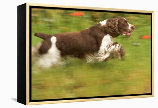 English Springer Spaniel Running-null-Framed Premier Image Canvas