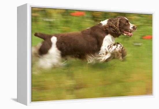 English Springer Spaniel Running-null-Framed Premier Image Canvas