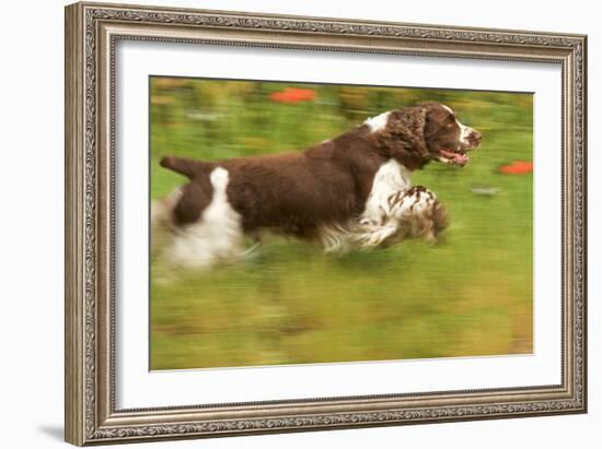 English Springer Spaniel Running-null-Framed Photographic Print