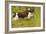 English Springer Spaniel Running-null-Framed Photographic Print