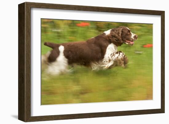 English Springer Spaniel Running-null-Framed Photographic Print