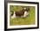 English Springer Spaniel Running-null-Framed Photographic Print