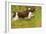 English Springer Spaniel Running-null-Framed Photographic Print