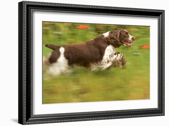 English Springer Spaniel Running-null-Framed Photographic Print