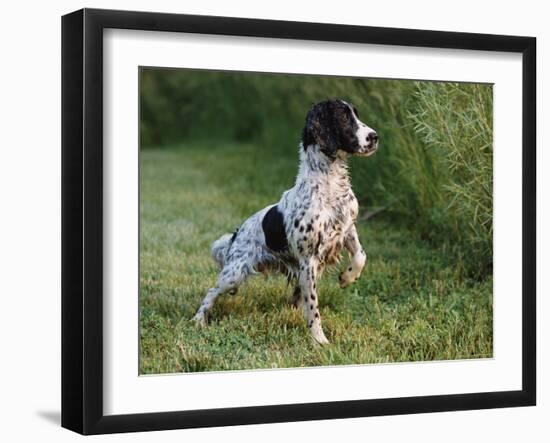 English Springer Spaniel, Wet and Alert, USA-Lynn M^ Stone-Framed Photographic Print