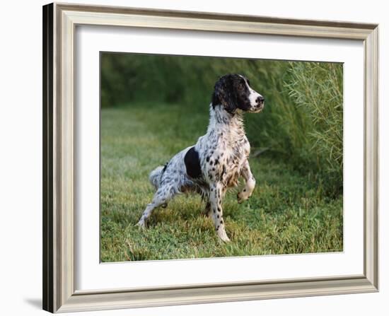 English Springer Spaniel, Wet and Alert, USA-Lynn M^ Stone-Framed Photographic Print