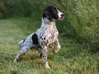 English springer spaniel short hair 2025