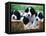 English Springer Spaniel-Adriano Bacchella-Framed Premier Image Canvas