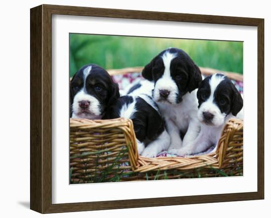 English Springer Spaniel-Adriano Bacchella-Framed Photographic Print