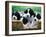 English Springer Spaniel-Adriano Bacchella-Framed Photographic Print