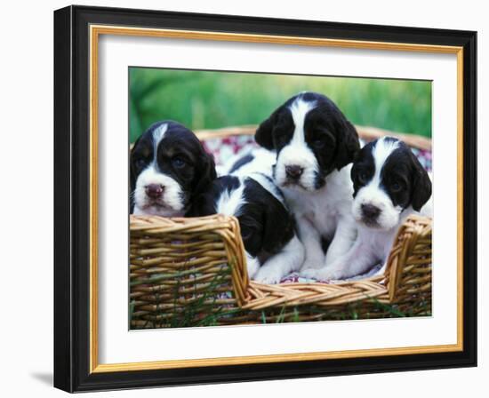 English Springer Spaniel-Adriano Bacchella-Framed Photographic Print