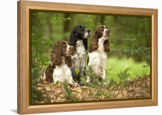 English Springer Spaniels in Woodland-null-Framed Premier Image Canvas