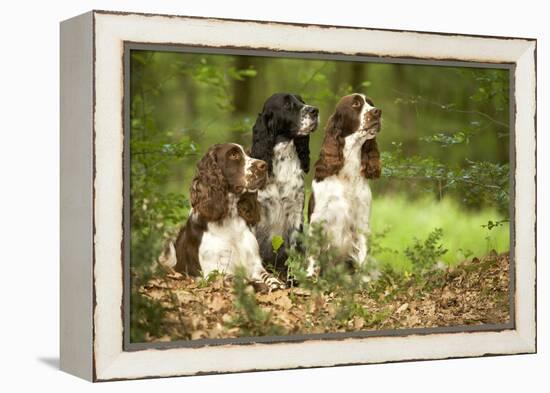English Springer Spaniels in Woodland-null-Framed Premier Image Canvas