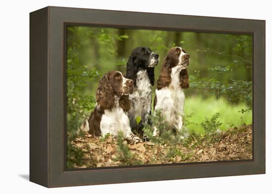 English Springer Spaniels in Woodland-null-Framed Premier Image Canvas