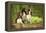 English Springer Spaniels in Woodland-null-Framed Premier Image Canvas