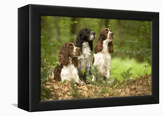 English Springer Spaniels in Woodland-null-Framed Premier Image Canvas