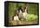 English Springer Spaniels in Woodland-null-Framed Premier Image Canvas