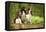 English Springer Spaniels in Woodland-null-Framed Premier Image Canvas